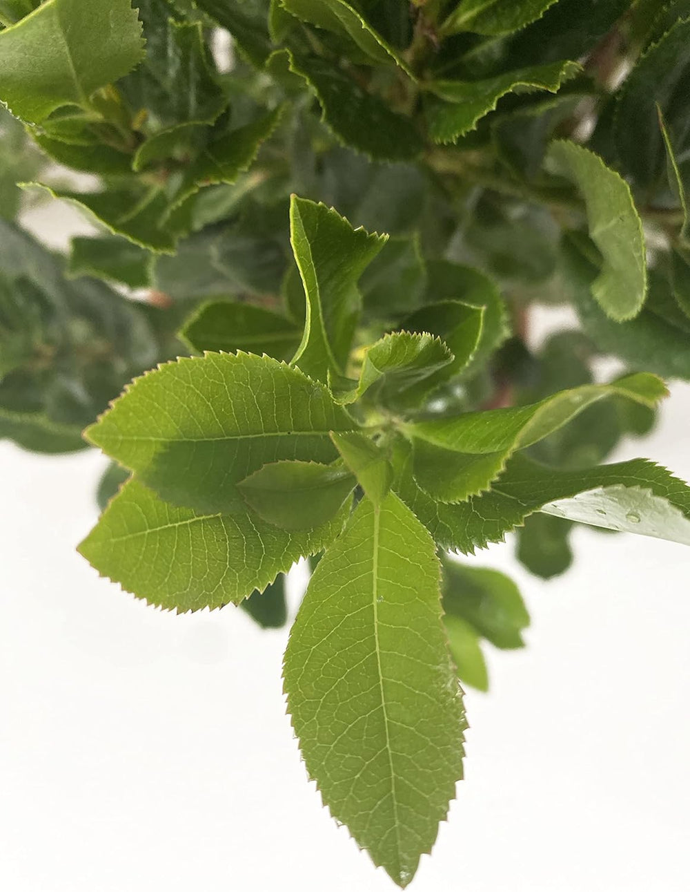 KENTIS - Jordbær (Arbutus unedo) – Hårdføre planter til haven – Stedsegrønne, ægte plante – Højde 80-100 cm, potte Ø 24 cm