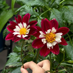 Dahlienknollen Winterhart,Dahlia, Garten Deko Für Draußen Balkon Steingarten 8Pcs