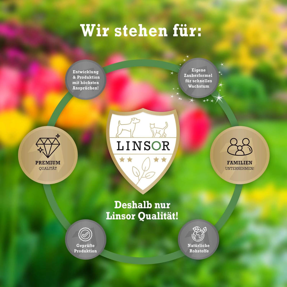 Rasensamen Frühjahr Frühlingsrasen 1Kg Rasensamen Schnellkeimend Für Neuanlage Und Nachsaat Zur Rasenreparatur Nach Winter Und Frostschäden Saatgut