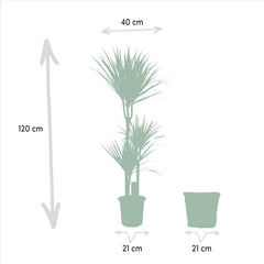 Dracaena Marginata Groß