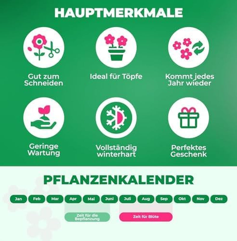 Calla Bulbs Hardy Staude - Zantedeschia Orange Passion (Orange) - 5 store blomsterløg - Ægte Hollandske planter - Til have og krukker (ikke frø, ikke kunstige)