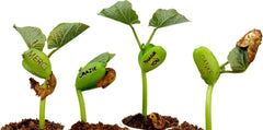 Feel Green Wonder Bean (5 Stk), Viel Glück, Bohne Mit Eingravierter Glücksbotschaft, Made in Austria, Nachhaltige Geschenkidee, Pflanzen-Gießen-Staunen