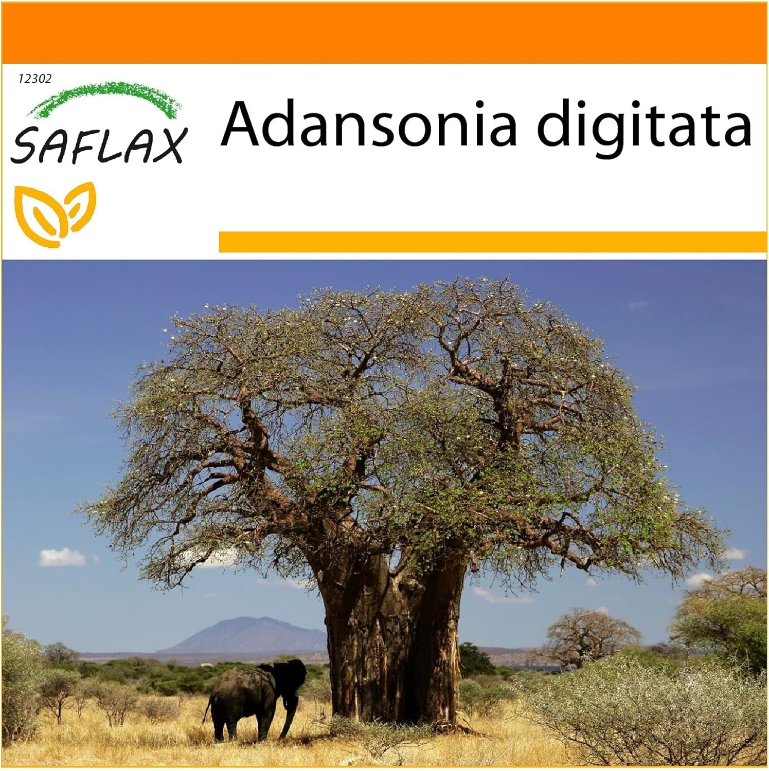 SAFLAX - Garden in the Bag - Afrikanischer Affenbrotbaum - 6 Samen - Mit Anzuchtsubstrat Im Praktischen, Selbst Aufstellenden Beutel - Adansonia Digitata