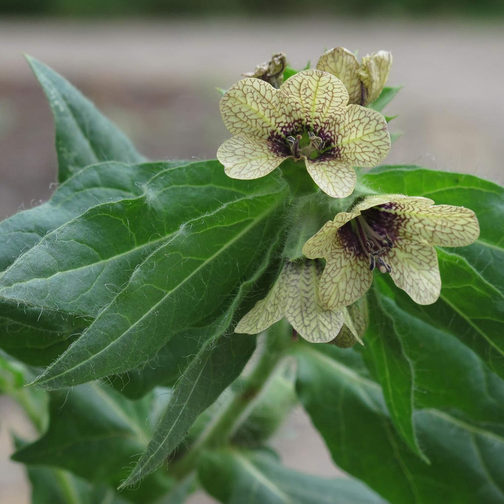 Legendariske padderokplanter - frøsæt med 5 magiske planter