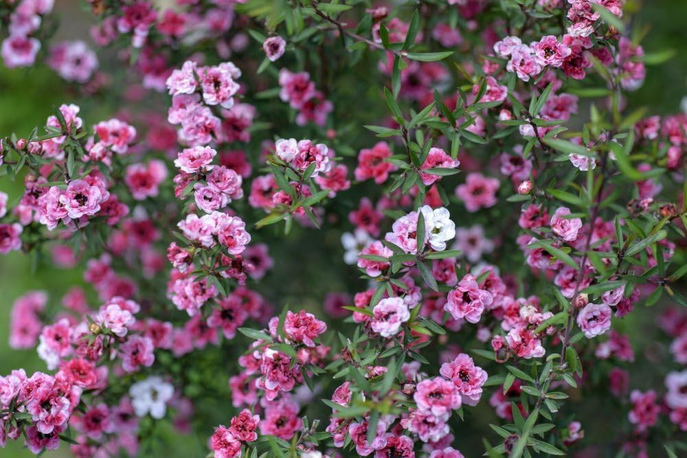 Teebaum, Südsee-Myrte, (Leptospermum Scoparium) Manuka Tea Tree