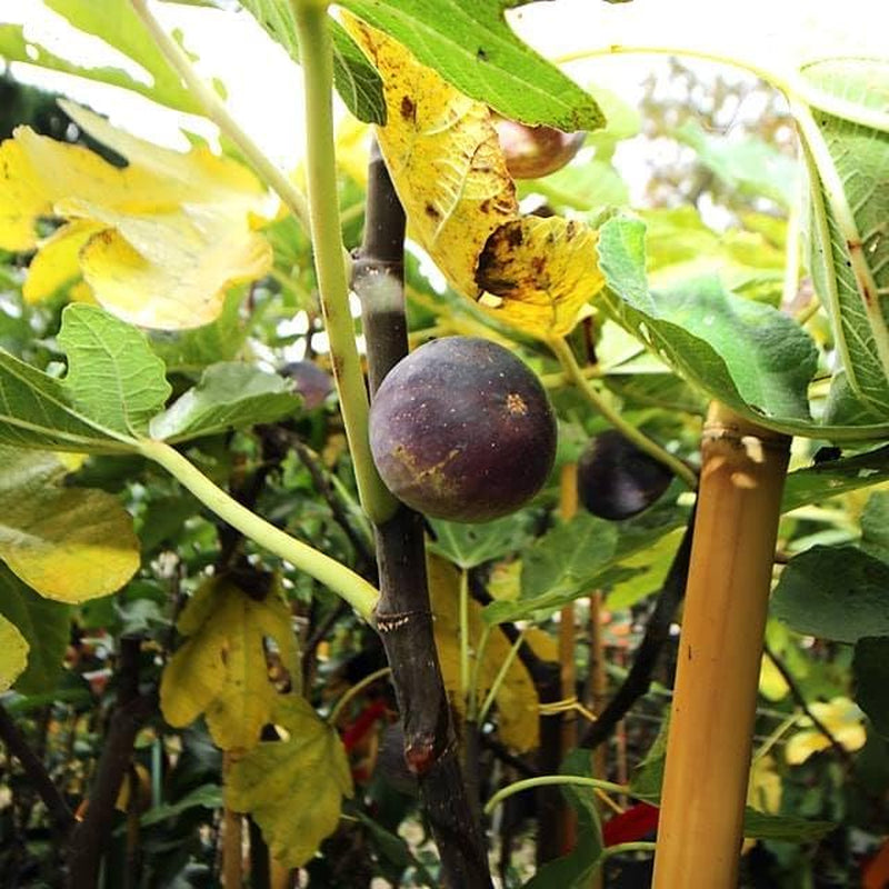 Feigenbaum Verdone – Obstpflanze Alte Sorte Topf Ø 20 Cm Höhe 150-170 Cm – Alter: 2 Jahre - Italienische Baumschule