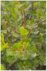 Stk - 10X Rhus Glauca Blaue Kuni-Rhus Strauch Garten Pflanzen - Samen ID1549 -