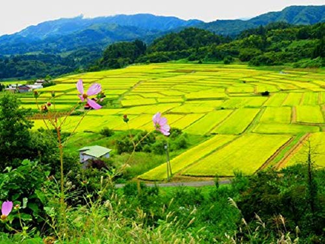 AKAFUJI Sushi Ris, Akitakomachi, 5000 g