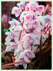 Blomsterløgblanding, Mystery Magic Bulb, Hårdfør plantning, Vinterhårdfør flerårig blomsterløg, Hårdføre løg - 3 orkidéløg