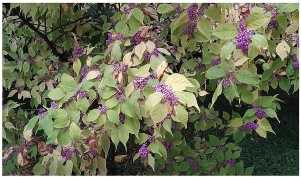 Stk - 10X Callicarpa Japonica Leucocarpa Japanische Schönfrucht Pflanzen - Samen B198 -