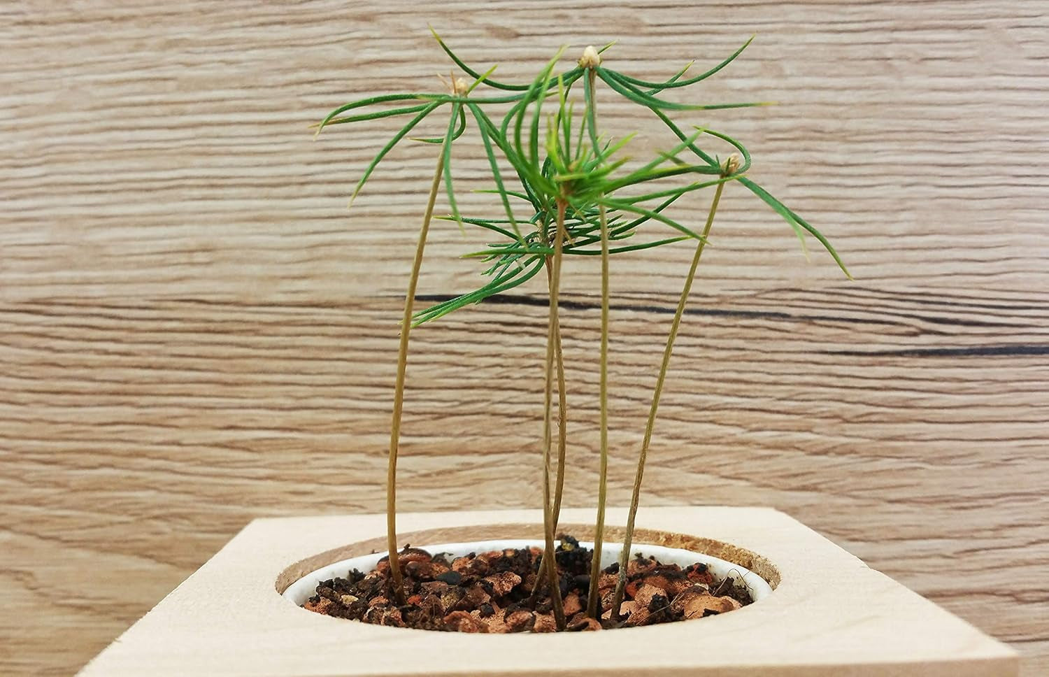 Feel Green Ecocube Weihnachtsbaum/Xmas Tree, Nachhaltige Geschenkidee (100% Eco Friendly), Grow Your Own/Anzuchtset, Pflanzen Im Holzwürfel, Made in Austria