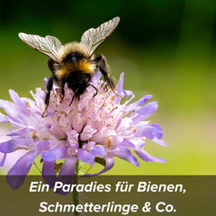 Blomsterfrø i beskyttende lerbelægning til bier og sommerfugle, 400g. Flerårige og vinterhårdføre planter, der skaber et blomstrende landskab på 20 m². Smukke vilde blomsterfrø til en farverig bi-græsgang. Gave til børn.