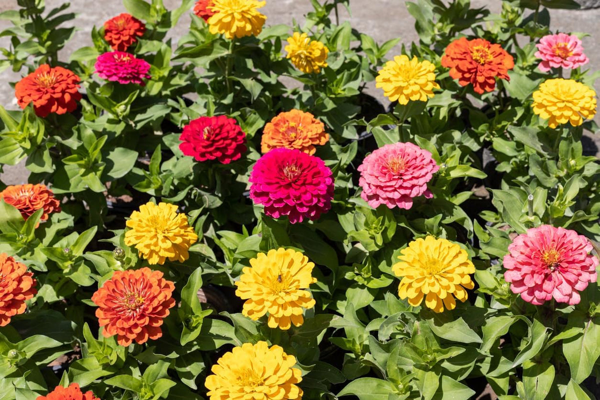 500 Zinnia og Dahlia frø, farverig blanding, haveblomster, blomsterlag, altankrukker