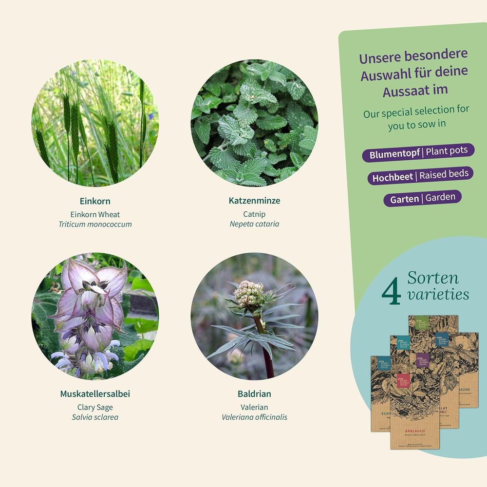 Magic Garden Seeds - Urter til katte: Katte-, baldrian-, salvie- og katteurt - Frøkasse med 4 planter til leg, nibler og afslapning