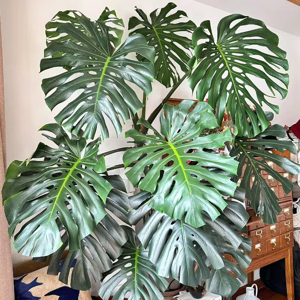 Monstera Pflanze Samen Dachbegrünung Samen Indoor Garten Monstera Samen Zimmerbonsai Bonsai Dekoration Wohnzimmer Kräutersamen Dekopflanzen Gartenpflanzen Winterhart - Seltene 20Pcs