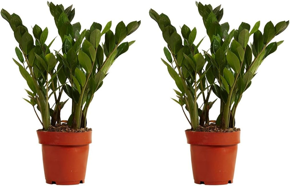 Bloomique | Smaragdpalme Für 2 Stück - Zamioculcas - Zimmerpflanze Im Scheitel ⌀17 Cm - Höhe 60 Cm