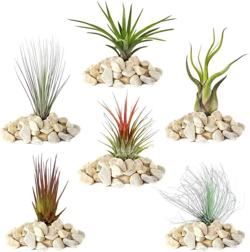 Gardeners Dream: 4 rigtige Tillandsia-planter - 4 rigtige Tillandsia-luftplanter - Terrarieplanter - Dekorative terrariumplanter - Luftrensende stueplanter - Dekorative planter - Rigtige planter