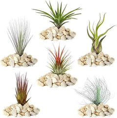 Gardeners Dream: 4 rigtige Tillandsia-planter - 4 rigtige Tillandsia-luftplanter - Terrarieplanter - Dekorative terrariumplanter - Luftrensende stueplanter - Dekorative planter - Rigtige planter