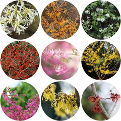 Zaubernuss, Blumensamen Schnell Wachsende Gartendeko Für Draußen Blumensamen Gastgeschenk Seltene 100Samen