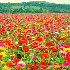 Zinnia frøblanding (Zinnia) - Farverige sommerblomster til havebedet, altanen, terrassen og som afskårne blomster i vaser