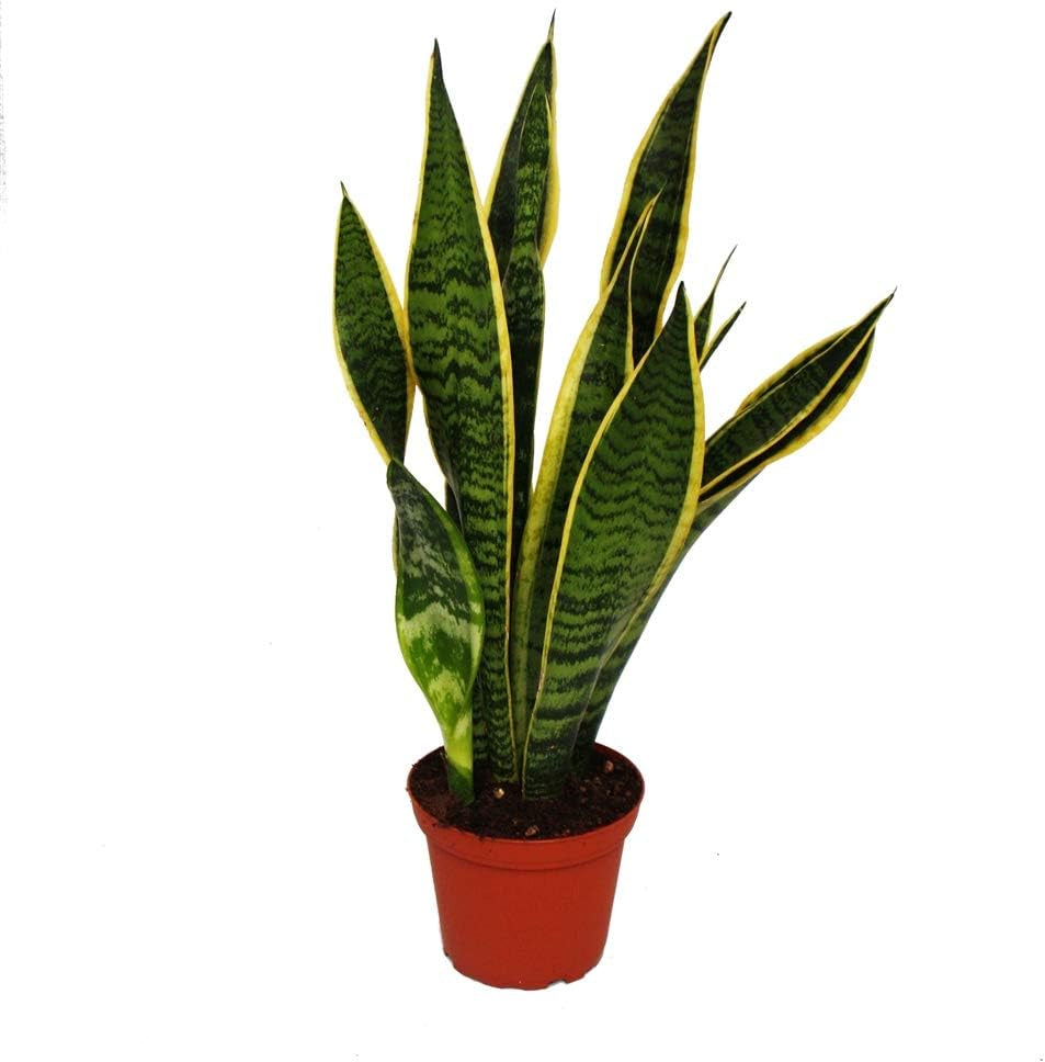 Exotenherz - Sansevieria Trifaciata Hahnii - 3 Versch. Pflanzen Im 5,5Cm Topf - Bogenhanf, Schwiegermutterzunge