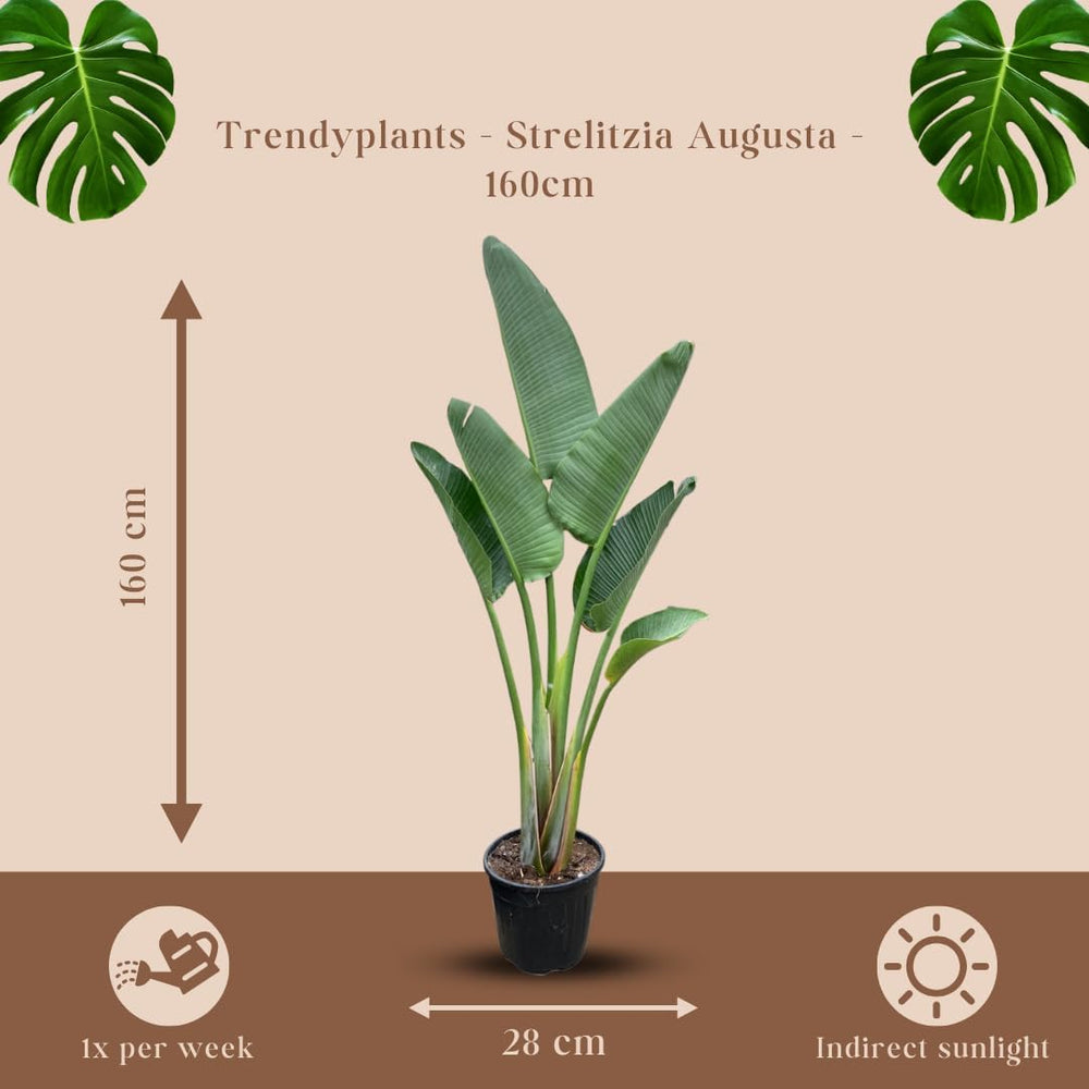 Trendyplants - Strelitzia Augusta - Paradiesvogelblume - Zimmerpflanze - Höhe 150-170 Cm - Topfgröße Ø28Cm