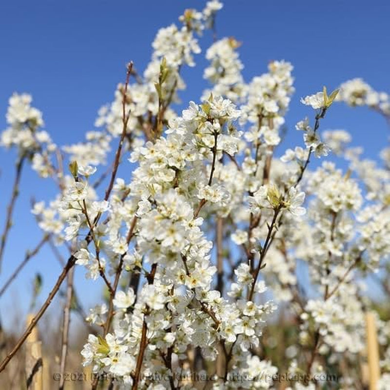 Susincocco Pflaumen - Obstpflanze Alte Frucht Auf Blumentopf 20 - Baum Max 170 Cm – 2 Jahre Anbau Italien