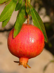 Granatapfel Junger Baum - Pferdezahn - Obstpflanzen Antik Auf Blumentopf Einer Vase Von 20 - Baum Max 170 Cm – 2 Jahre Anbau Italien