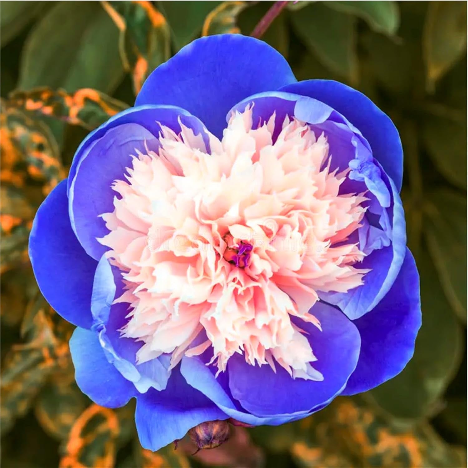 Blomsterløgblanding, Mystery Magic Bulb, Hårdfør plantning, Vinterhårdfør flerårig blomsterløg, Hårdføre løg - 3 orkidéløg