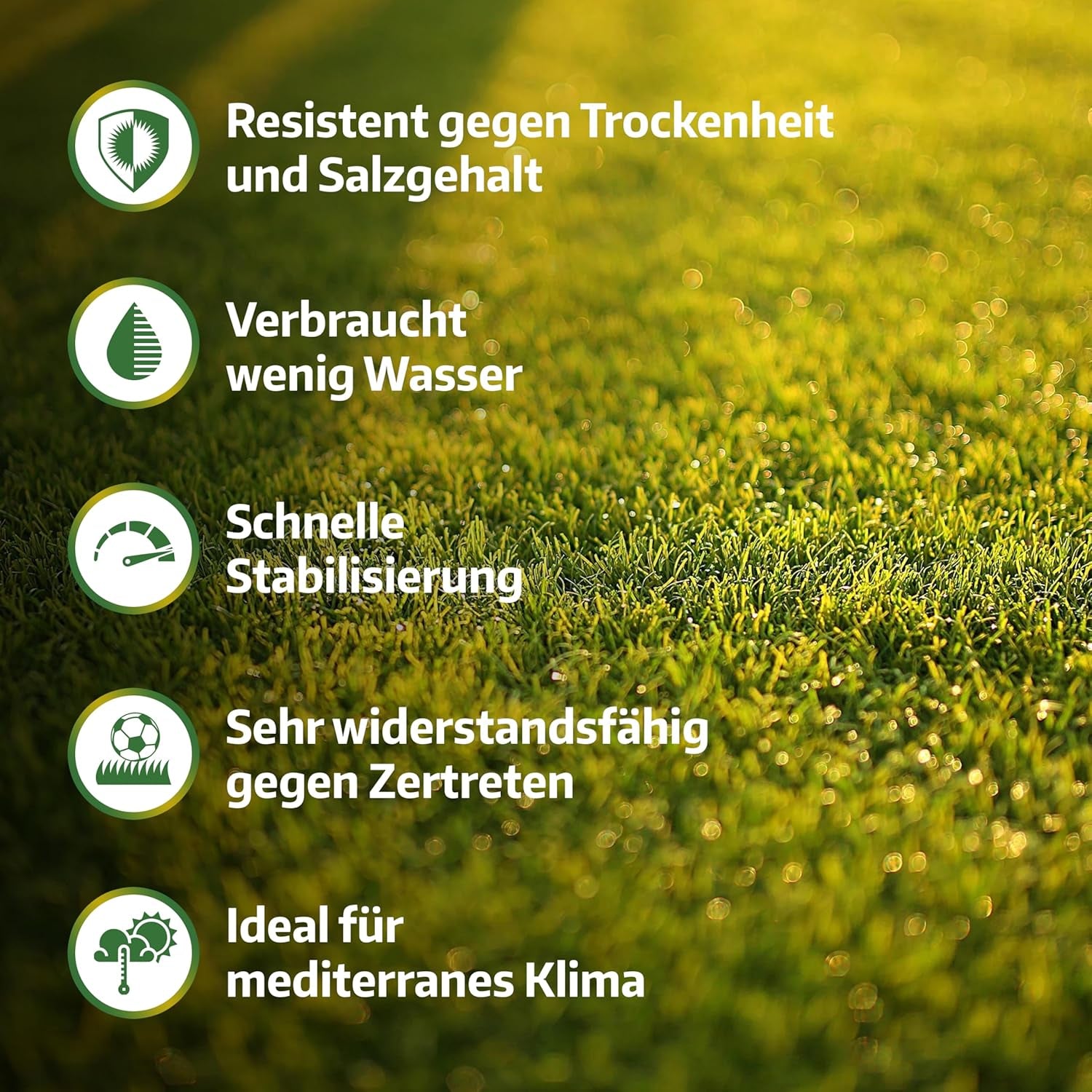 LERAVA Rasensamen Bermudagras (200 G) - Für 20 M² - Extrem Trittfest Und Trockenheitsresistent - Schnellwachsender Rasen Für Mediterrane Und Küstennahe Flächen - Spart Bis Zu 20% Wassera