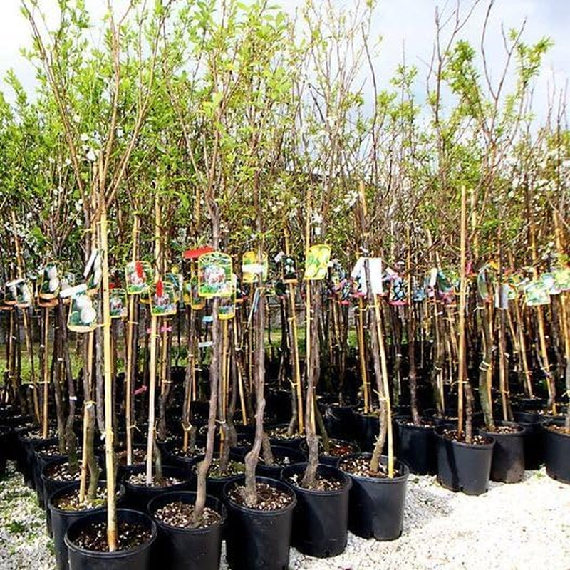 Susincocco Pflaumen - Obstpflanze Alte Frucht Auf Blumentopf 20 - Baum Max 170 Cm – 2 Jahre Anbau Italien