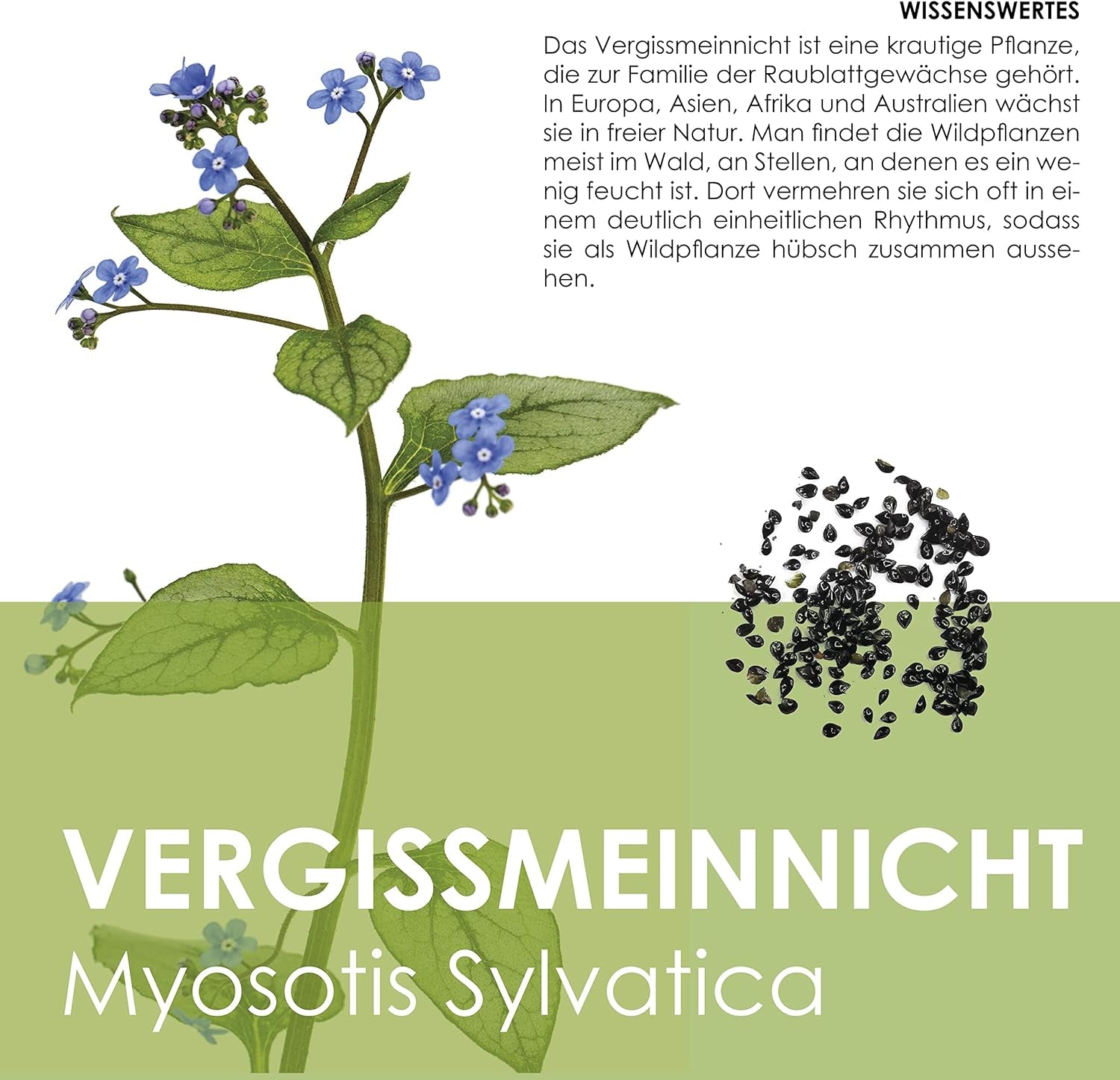 Vergissmeinnicht Samen (Myosotis) - Märchenhafte Blumen mit længere Blütezeit für das Beet, den Balkon og die Terrasse