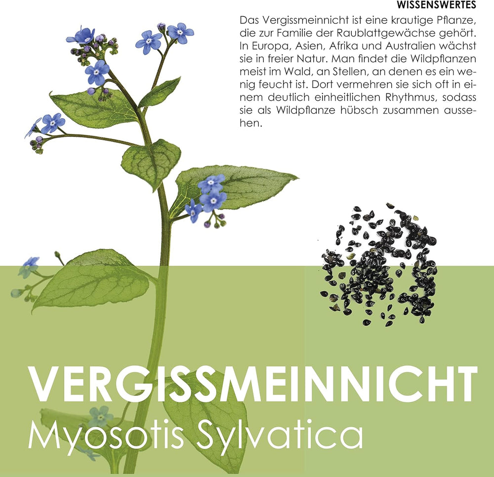 Vergissmeinnicht Samen (Myosotis) - Märchenhafte Blumen mit længere Blütezeit für das Beet, den Balkon og die Terrasse