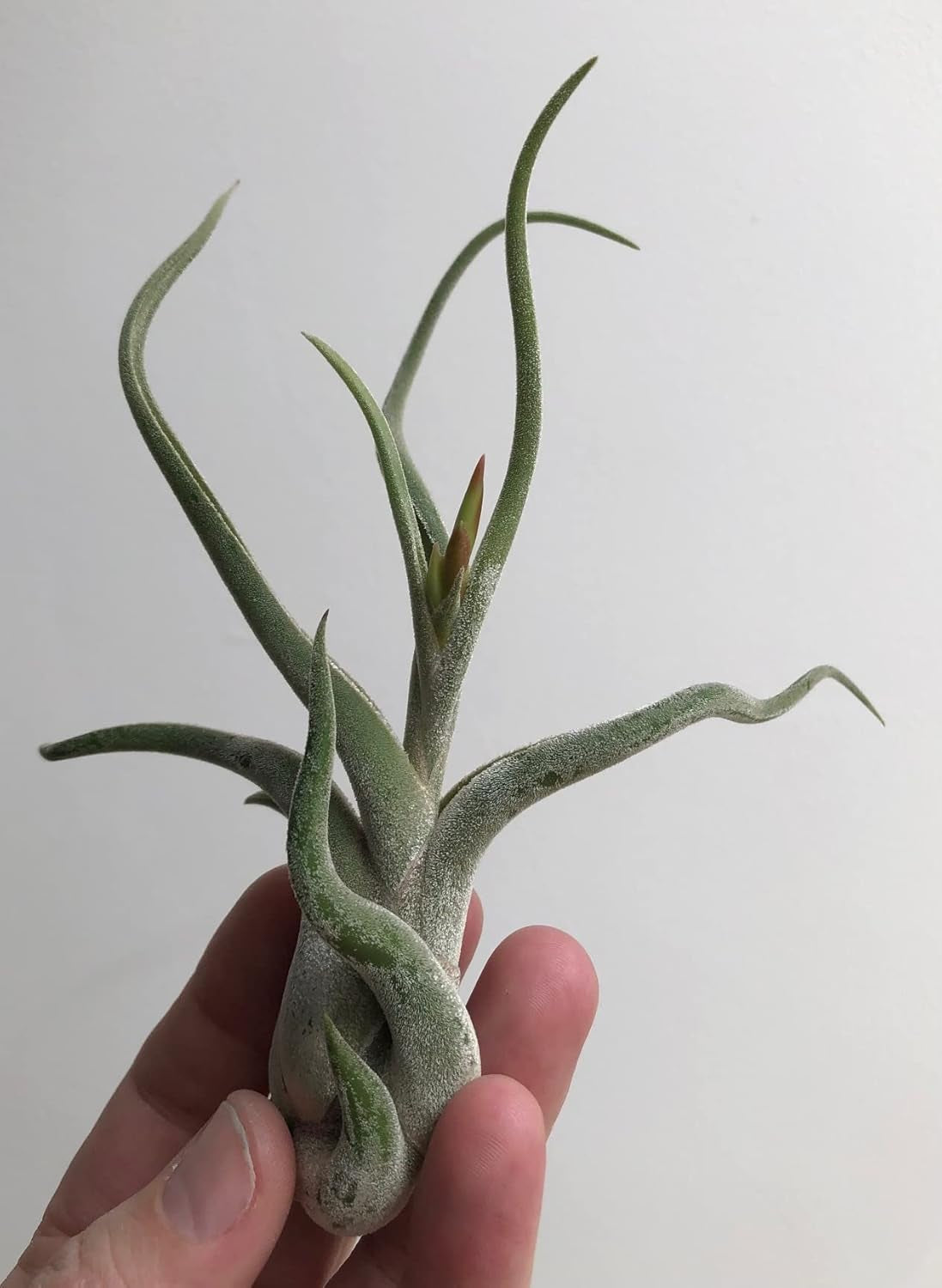 Tillandsien Pflanze - Luftpflanze Echt - Air Plants - Tilldandsia - 1 X Quallenpflanze Mit Seeigel Aus Blauem Glas - Bromeliengewächs - Spanisches Moos - Luftpflanzen Halterung - Trendyairplants