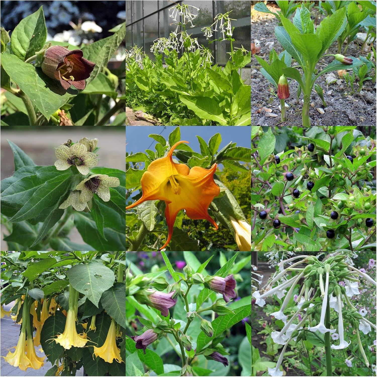 Legendariske padderokplanter - frøsæt med 5 magiske planter