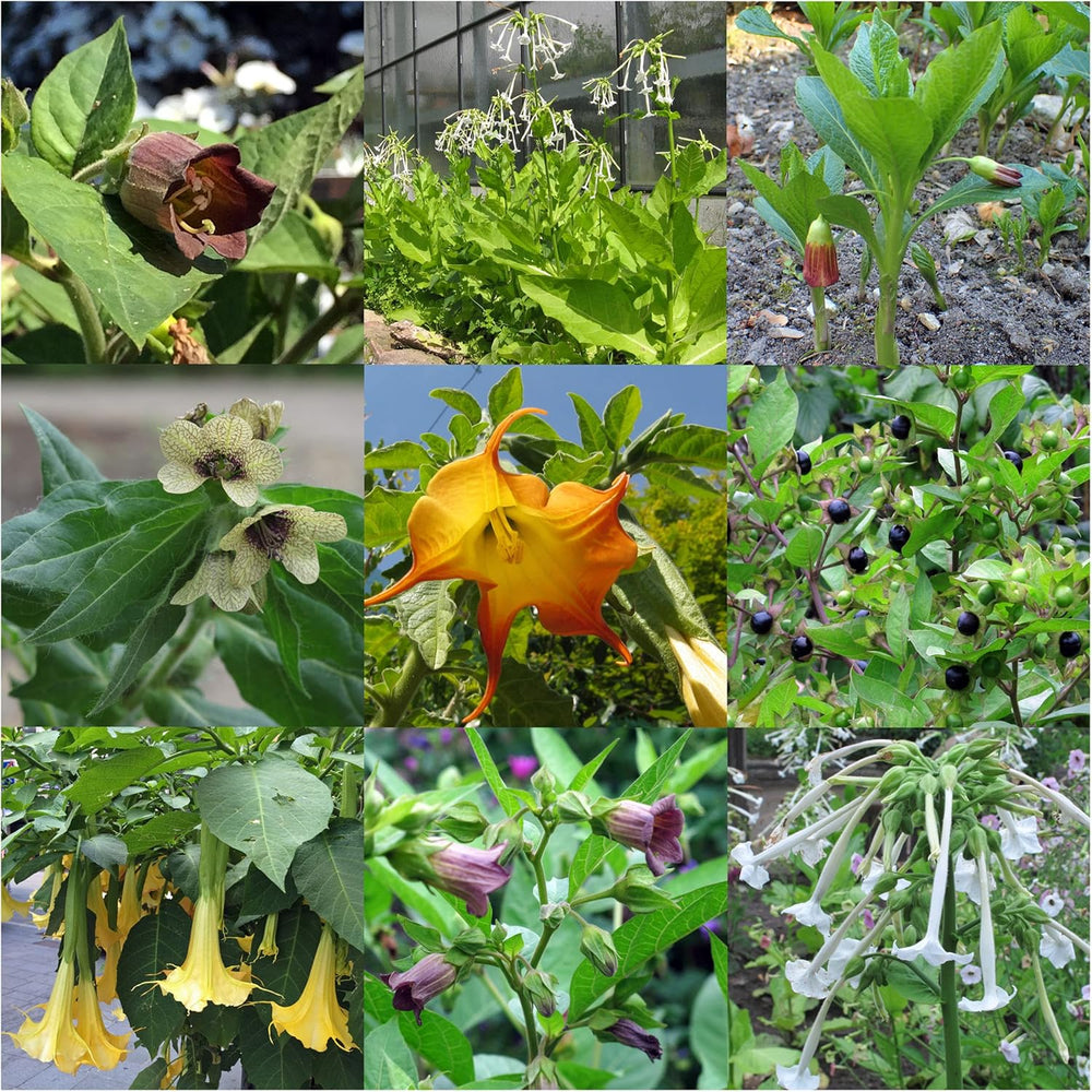 Legendariske padderokplanter - frøsæt med 5 magiske planter