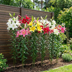 Giant Lily Bulbs Hardy Tree Collection - Hardy Blomsterløg - Pakke med 15 i 5 sorter og farver - Holland Mix til haveplantning (ikke frø, ikke kunstige)