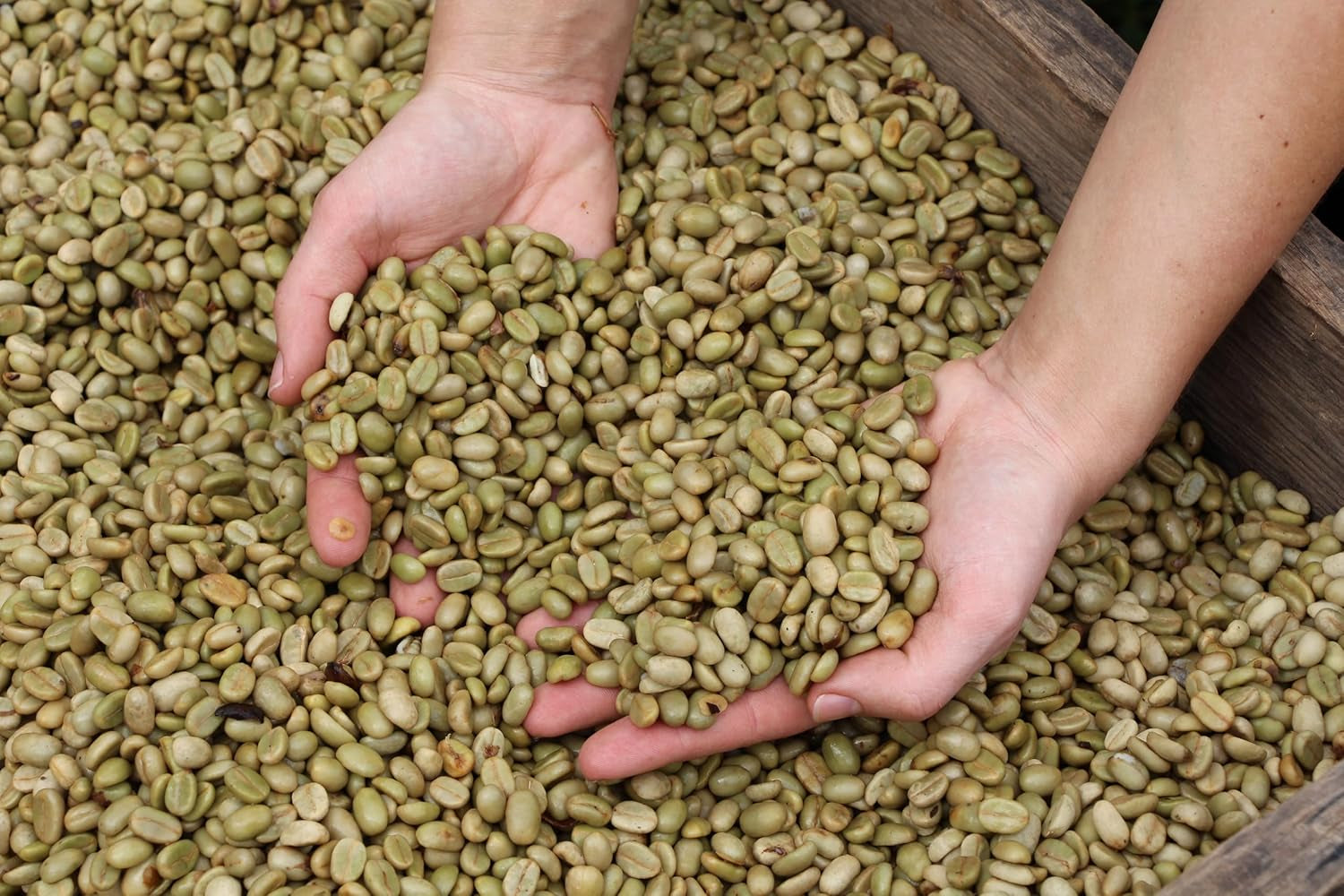 | Pachet mostră boabe de cafea 1 kg | Supreme 500g și Gourmet Arabica 500g | Aciditate scăzută | Cremă fină | Cel mai bun espresso pentru aparate complet automate | Set de degustare cafea