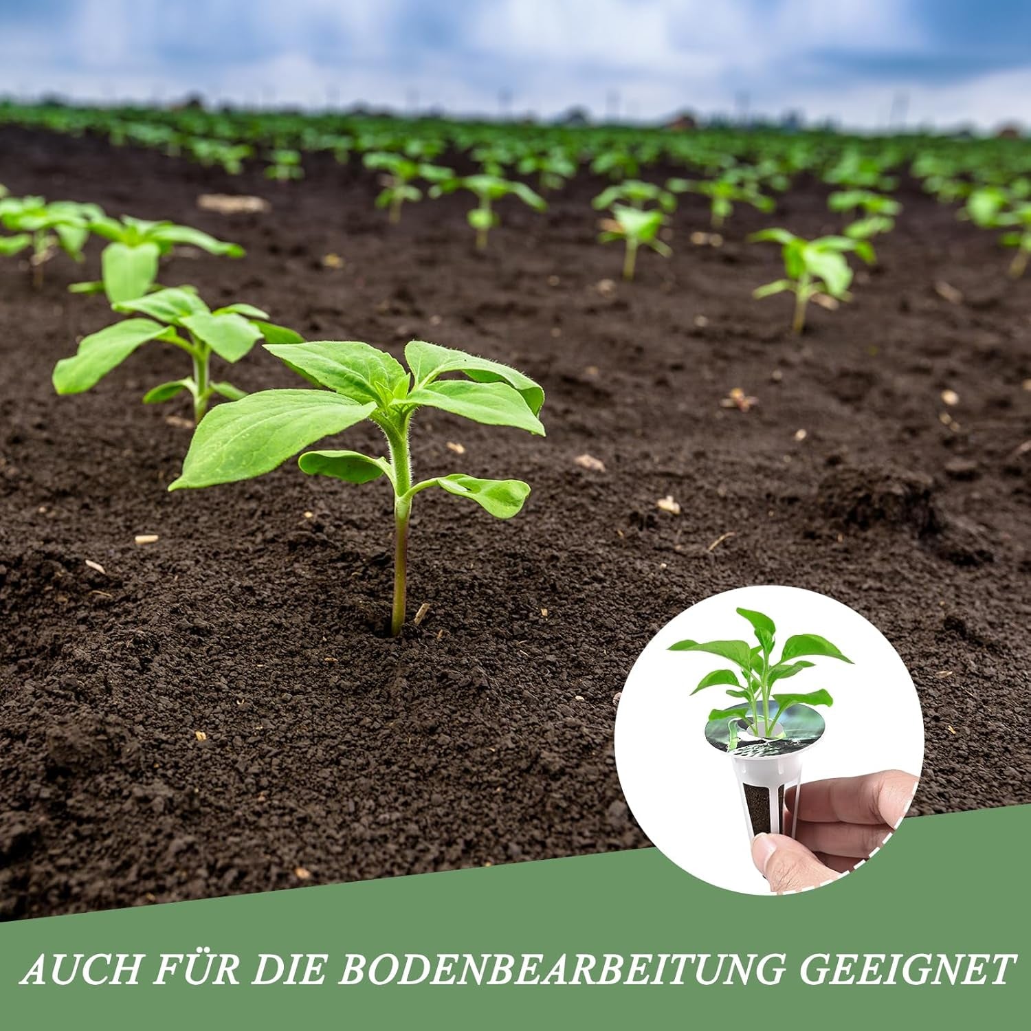 125 voksende svampe, 50 erstatningssvampe, tilbehør til hydroponisk startsystem med 50 etiketter, 12 isolerende hætter, 12 plantekurve, 1 pincet