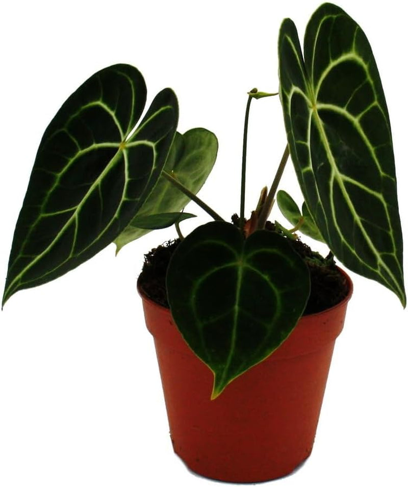 Flamingoblume - Anthurium Clarinervium - Herzblattblume - 12Cm Topf