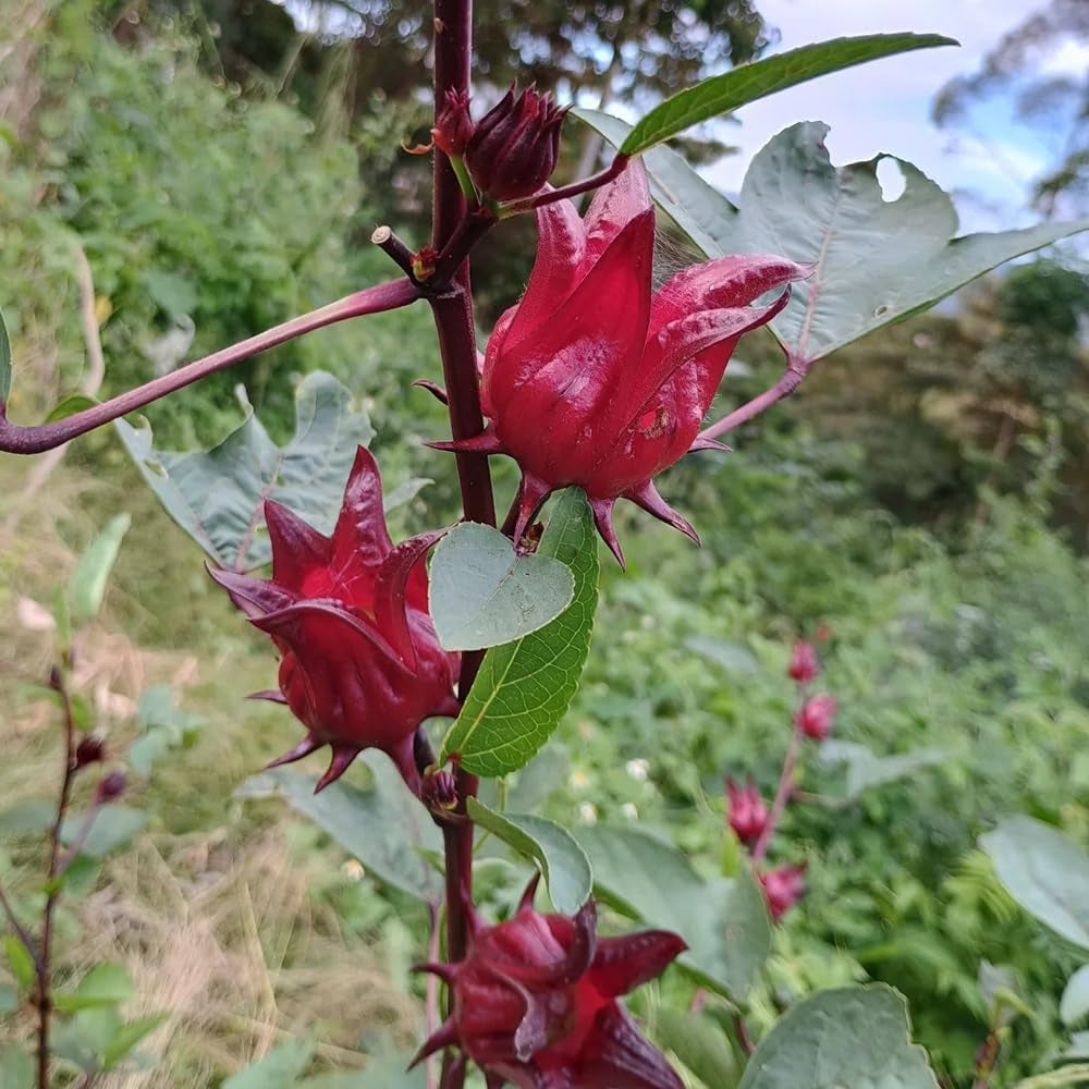 Hibiscus Sabdariffa - Kräutersamen Gartenblumen Seltene Küchenkräuter Deko Kräuterpflanzen Bodendecker Gartenkräuter Steingartenpflanzen Wildblumen Heilkräuter Garten Geschenk Schnell 100Samen