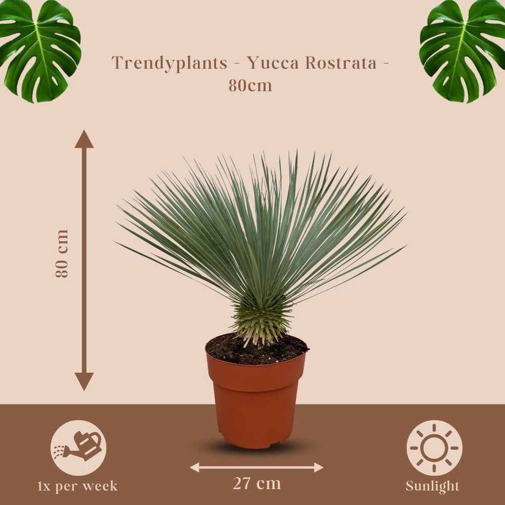 Trendyplants - Yucca Rostrata - Winterhart - Gartenpflanze - Höhe 70-90 Cm - Topfgröße Ø30Cm