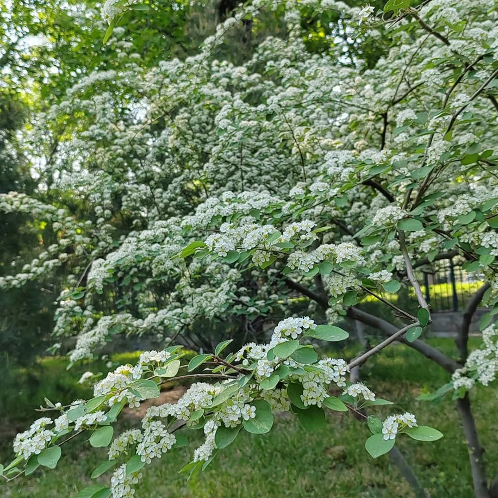 Teppichmispel, Alte Sorten Bodendecker Cotoneaster Dammeri, Zwergmispel, Balkonpflanzen Für Sonnige Plätze Herbstblumen Winterhart 70Samen