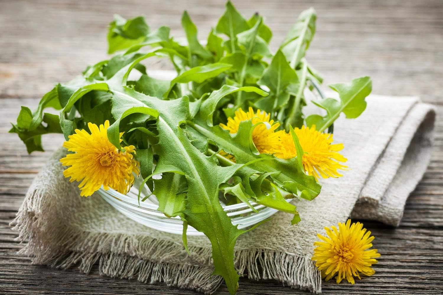 SAFLAX - BIO - Mælkebøtte - 400 frø - Taraxacum officinale