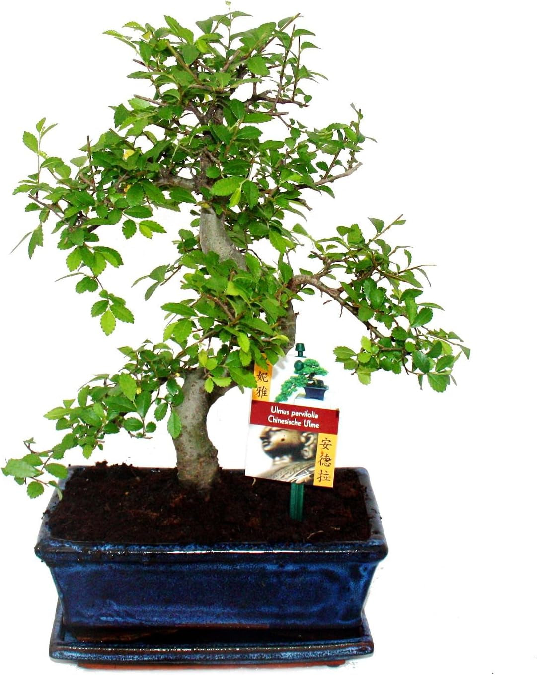 Exotenherz - Bonsai Chinesischer Feigenbaum - Ficus Retusa - Ca. 10 Jahre