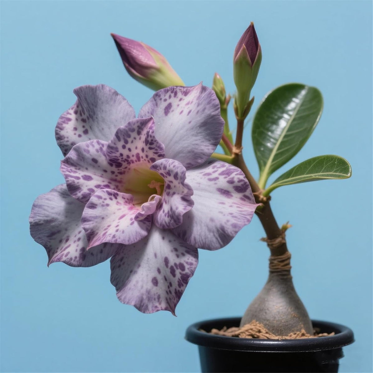 Winterhart pflanzen, Lebende Pflanzen,Mehrjährige Blumenzwiebel ist winterhart, Mysteriöse magische Glühbirne, Blumenzwiebel Mix，3 år-1 Wüstenrose knollen -G