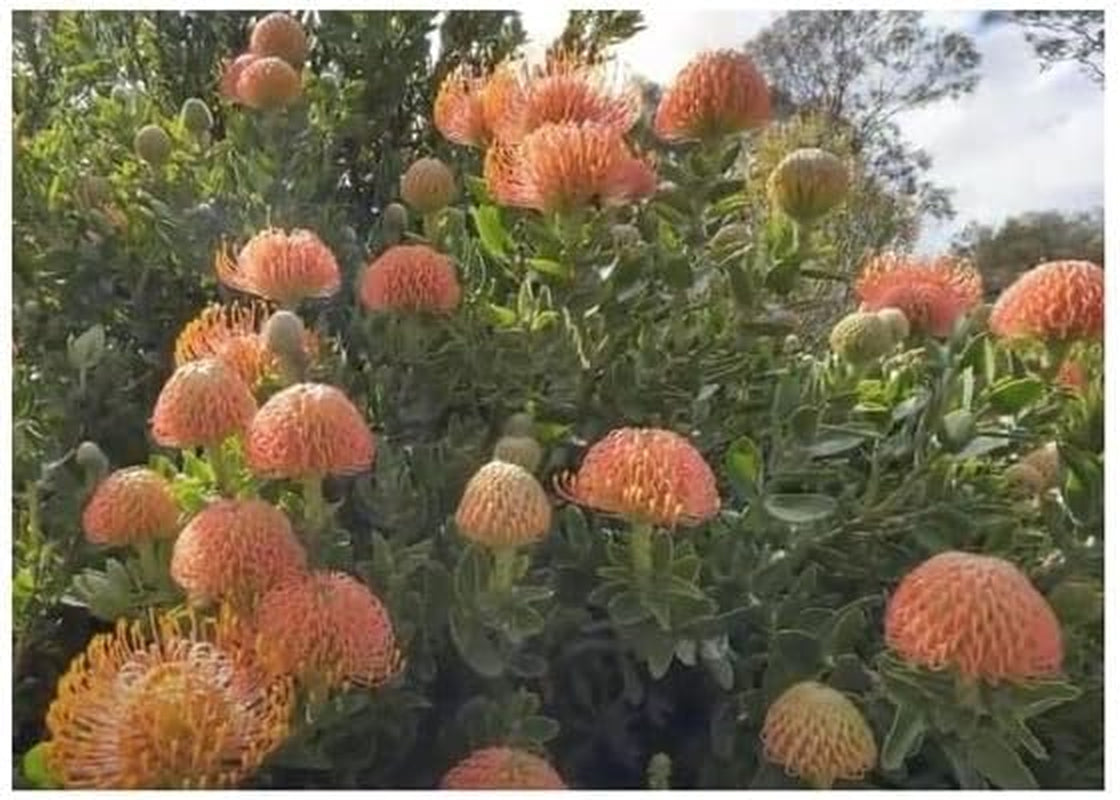Stk - 5X Leucospermum Patersonii Nadelkissen Strauch Pflanzen - Samen B1710 -