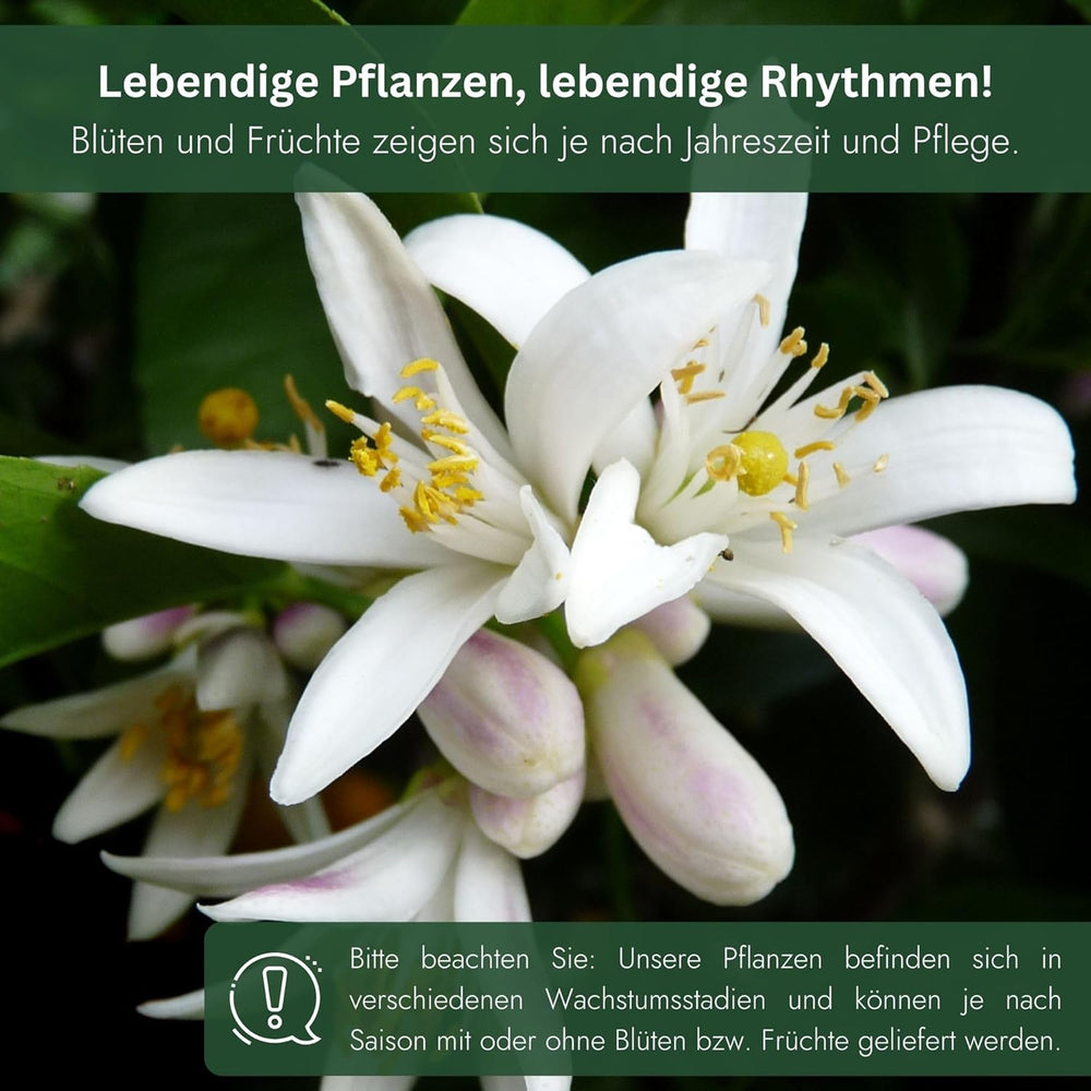 Appelsin fra My Oranjeria - ægte appelsin - citrusplante - Citrus sinensis - Orange - podet appelsin til gartnere (Mezzo [M])