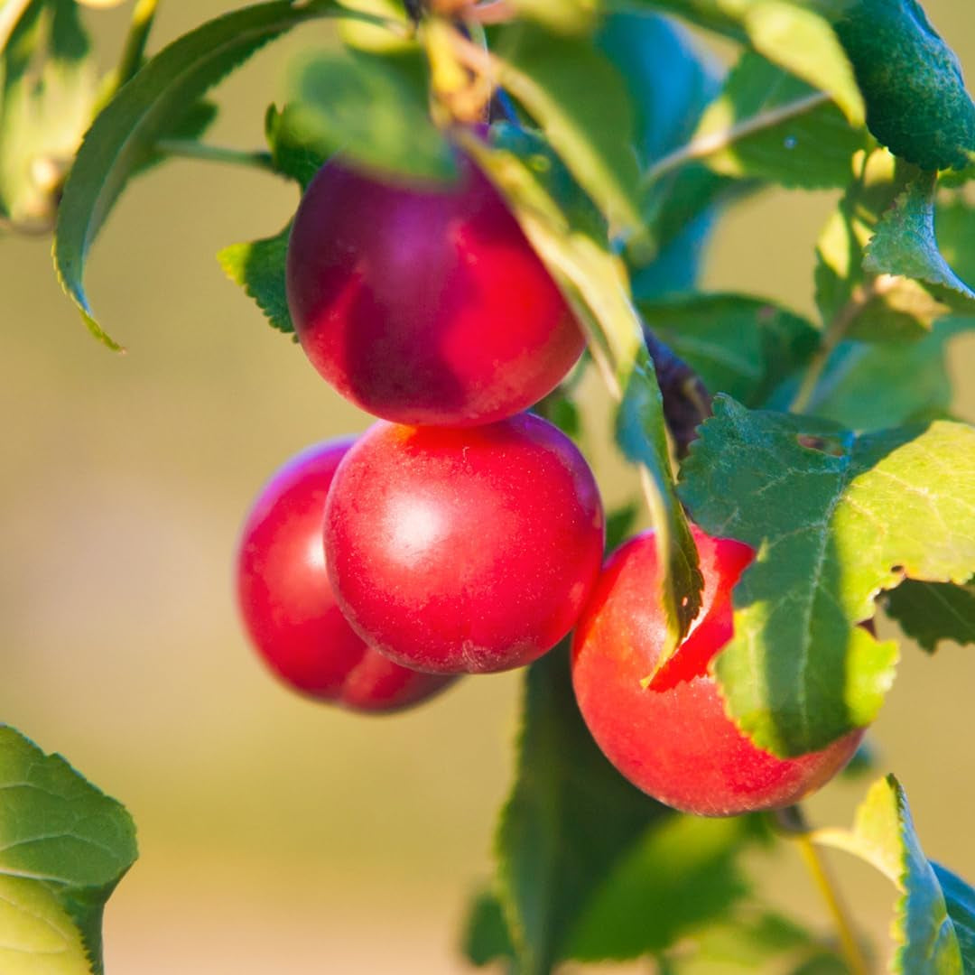Susincocco Pflaumen - Obstpflanze Alte Frucht Auf Blumentopf 20 - Baum Max 170 Cm – 2 Jahre Anbau Italien