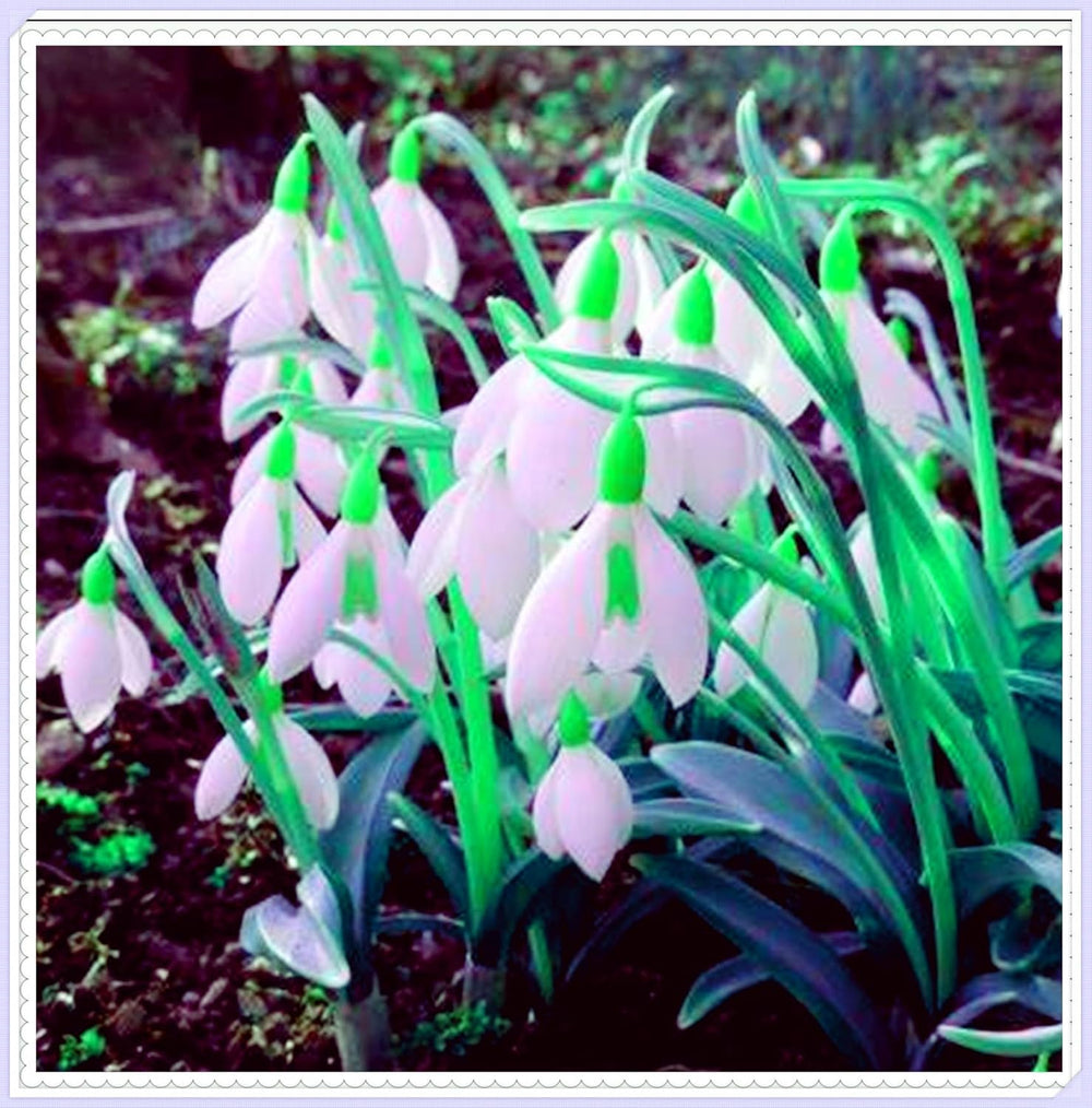 Blomsterløgblanding, Mystery Magic Bulb, Hårdfør plantning, Vinterhårdfør flerårig blomsterløg, Hårdføre løg - 3 orkidéløg